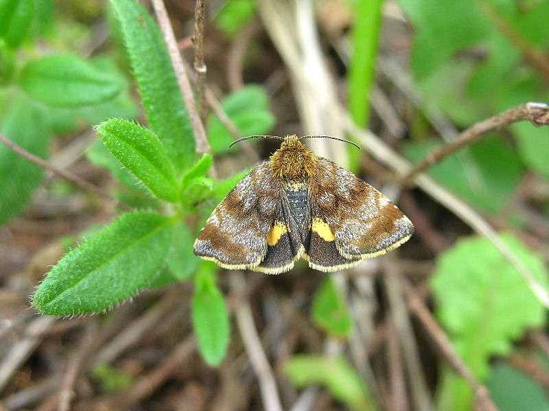 Farfallina su Capsella (Panemeria tenebrata)